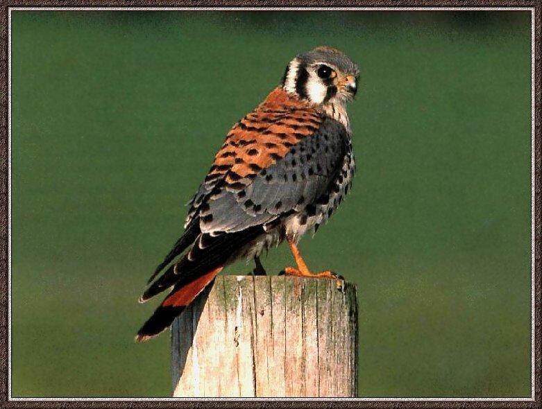 American Kestrel (Falco sparverius) {!--아메리카황조롱이-->; DISPLAY FULL IMAGE.
