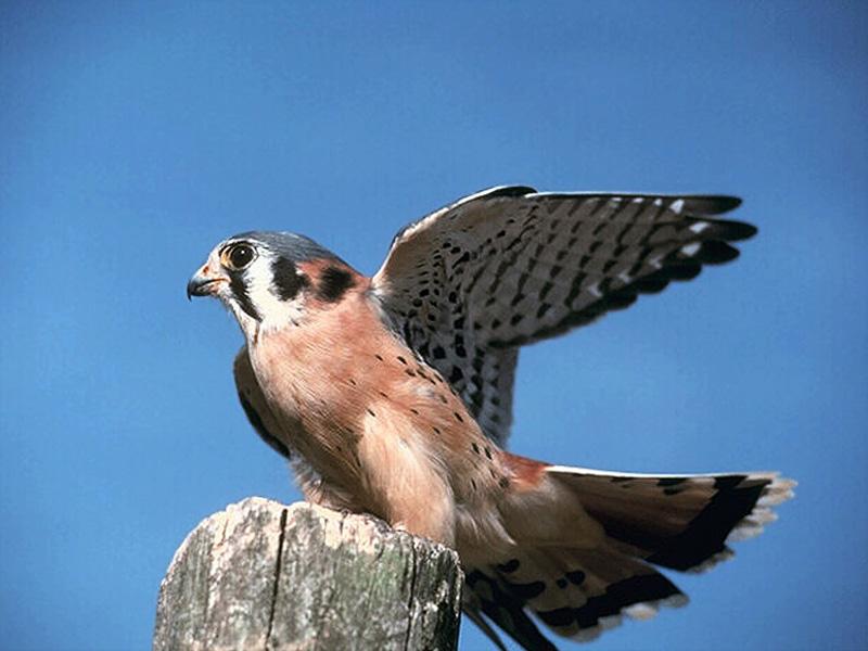 American Kestrel (Falco sparverius) {!--아메리카황조롱이-->; DISPLAY FULL IMAGE.