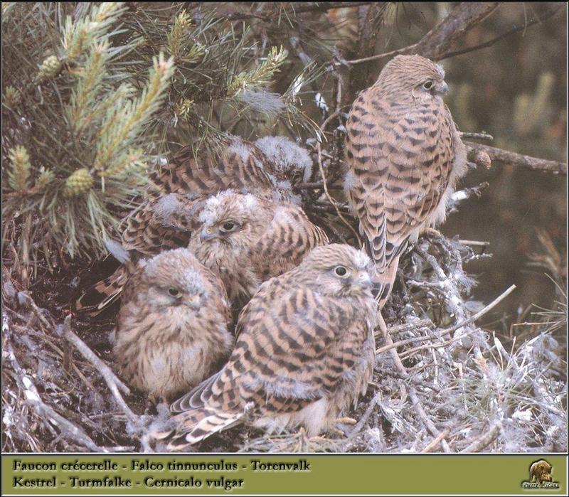 Common Kestrel juveniles (Falco tinnunculus) {!--황조롱이(유럽)-->; DISPLAY FULL IMAGE.