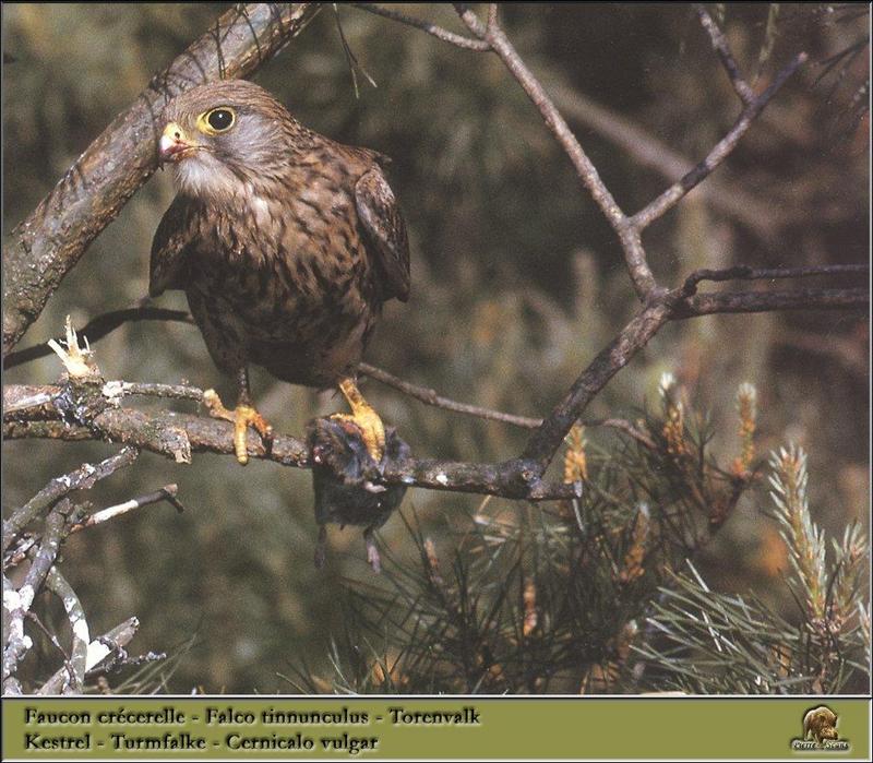 Common Kestrel (Falco tinnunculus) {!--황조롱이(유럽)-->; DISPLAY FULL IMAGE.