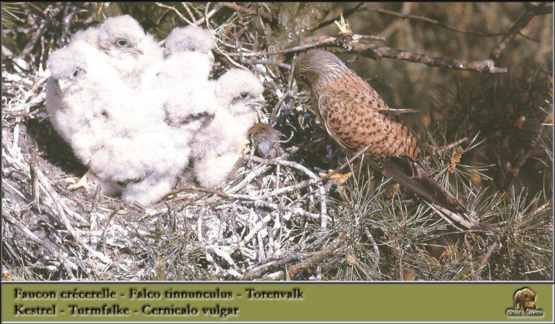 Common Kestrel & chicks (Falco tinnunculus) {!--황조롱이(유럽)-->; DISPLAY FULL IMAGE.