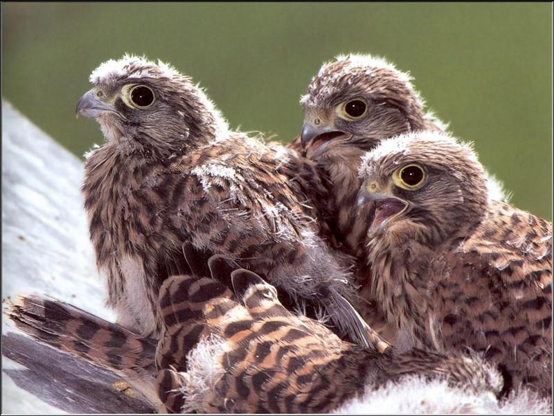 Common Kestrel juveniles (Falco tinnunculus) {!--황조롱이(유럽)-->; DISPLAY FULL IMAGE.