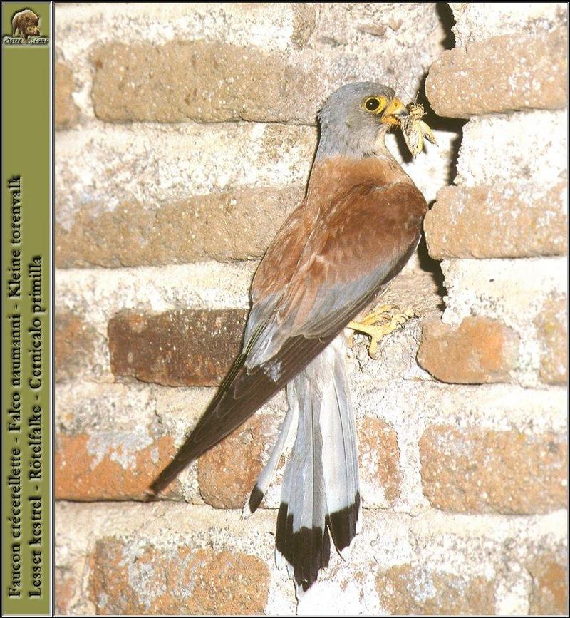 Lesser Kestrel (Falco naumanni) {!--작은황조롱이(유럽)-->; DISPLAY FULL IMAGE.