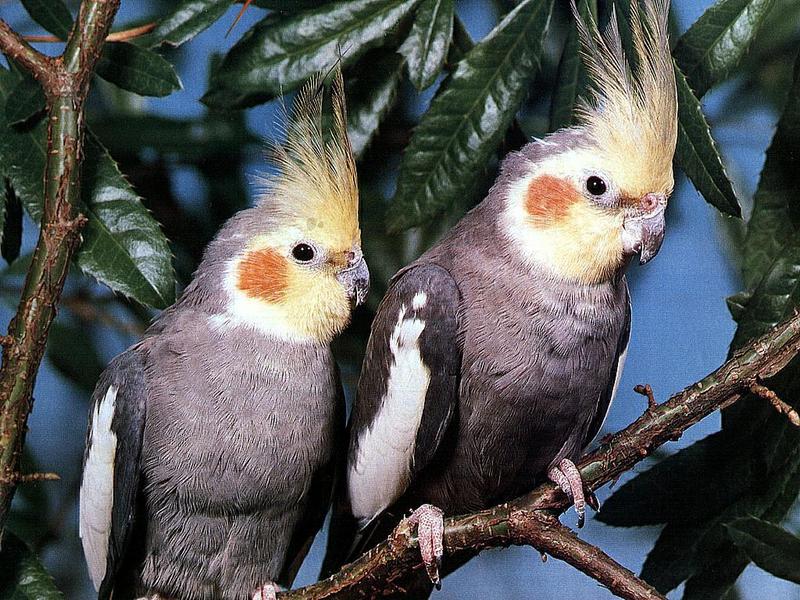 Cockatiel pair (Nymphicus hollandicus) {!--왕관앵무-->; DISPLAY FULL IMAGE.