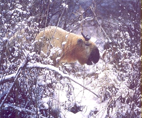 Takin (Budorcas taxicolor) {!--타킨(산양류)-->; Image ONLY