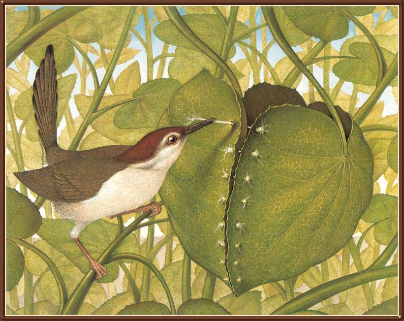 [Animal Art - Kitchen Bert] Common Tailorbird (Orthotomus sutorius) {!--재봉새(栽縫－)-->; DISPLAY FULL IMAGE.