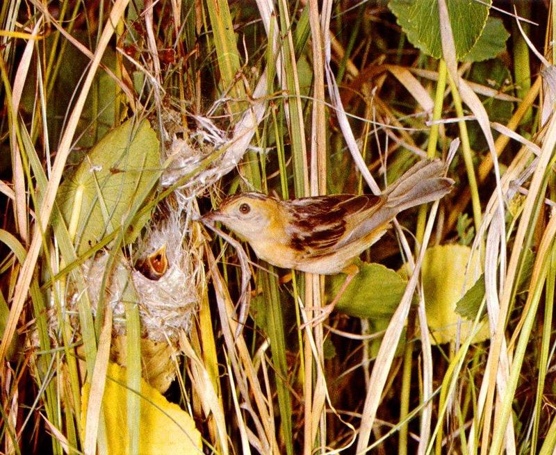 (Australia) Tailorbird (Orthotomus sp.) {!--재봉새류(栽縫－－)-->; DISPLAY FULL IMAGE.