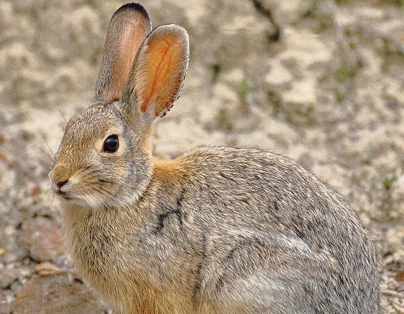 Cottontail Rabbit (Sylvilagus sp.) {!--솜꼬리토끼-->; DISPLAY FULL IMAGE.