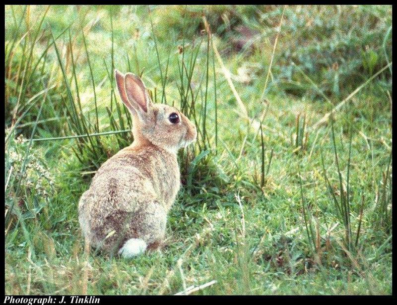 European Rabbit (Oryctolagus cuniculus) {!--유럽토끼-->; DISPLAY FULL IMAGE.
