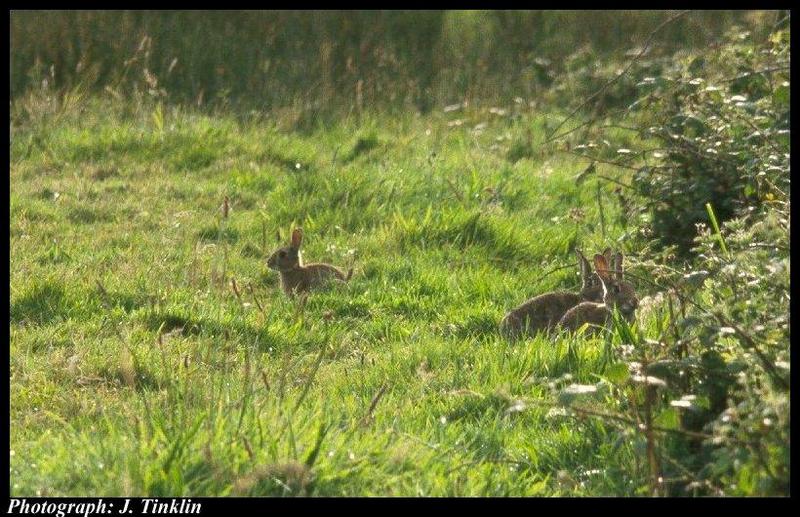 European Rabbit (Oryctolagus cuniculus) {!--유럽토끼-->; DISPLAY FULL IMAGE.