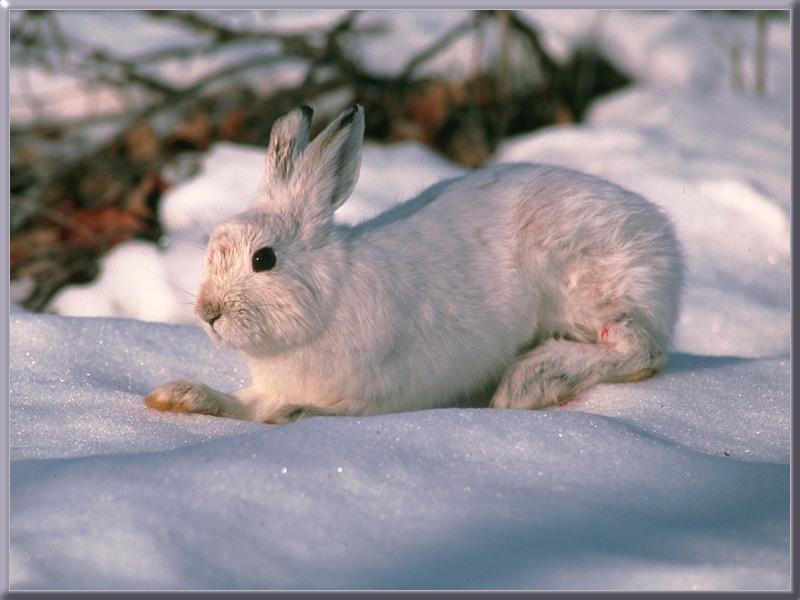 Snowshoe Hare (Lepus americanus) {!--눈신멧토끼-->; DISPLAY FULL IMAGE.