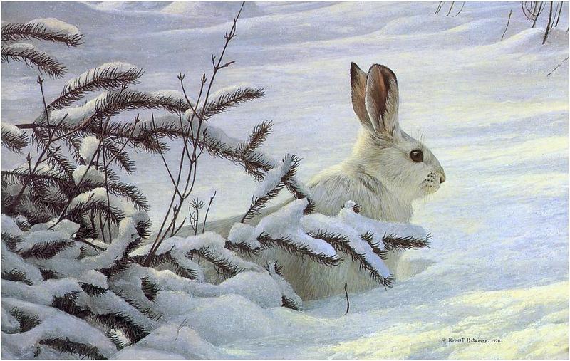 [Animal Art - Robert Bateman] Snowshoe Hare (Lepus americanus) {!--눈신멧토끼-->; DISPLAY FULL IMAGE.