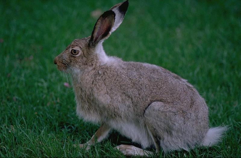 Hare (Lepus sp.) {!--멧토끼류-->; DISPLAY FULL IMAGE.