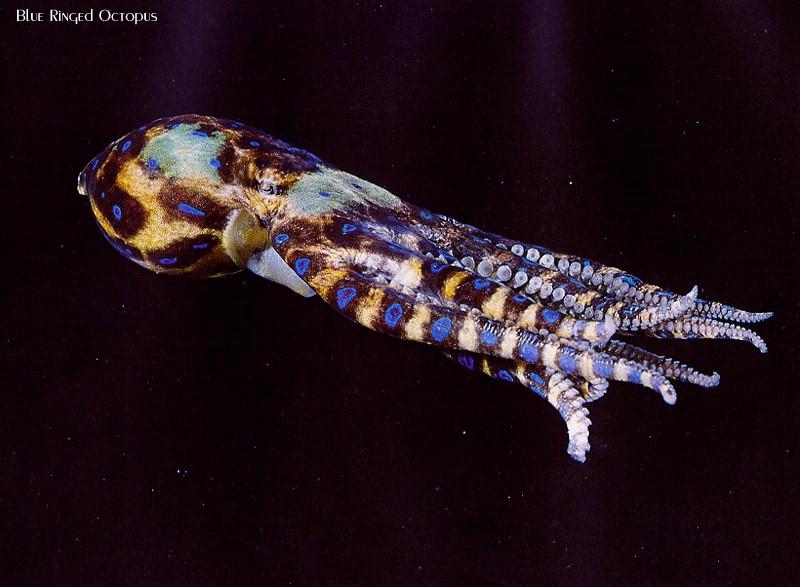 Blue-ringed Octopus (Hapalochlaena sp.) {!--표범문어류-->; DISPLAY FULL IMAGE.