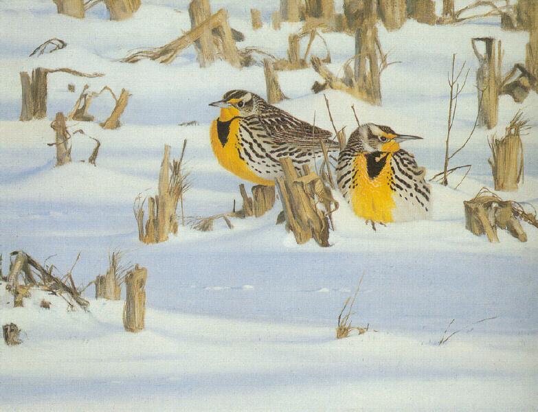 Western Meadowlarks (Sturnella neglecta) {!--서부들종다리(북미)-->; DISPLAY FULL IMAGE.