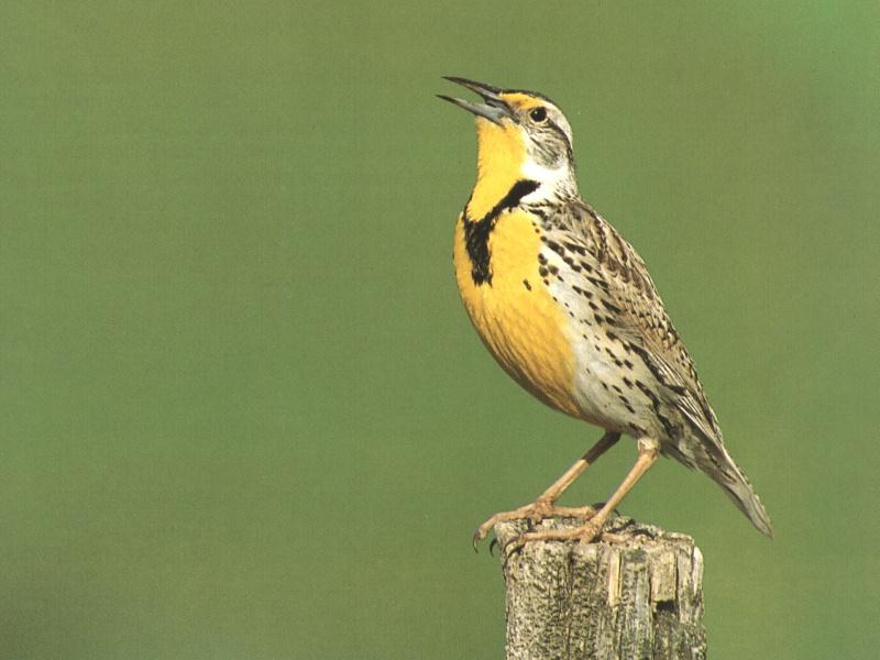 Western Meadowlark (Sturnella neglecta) {!--서부들종다리(북미)-->; DISPLAY FULL IMAGE.