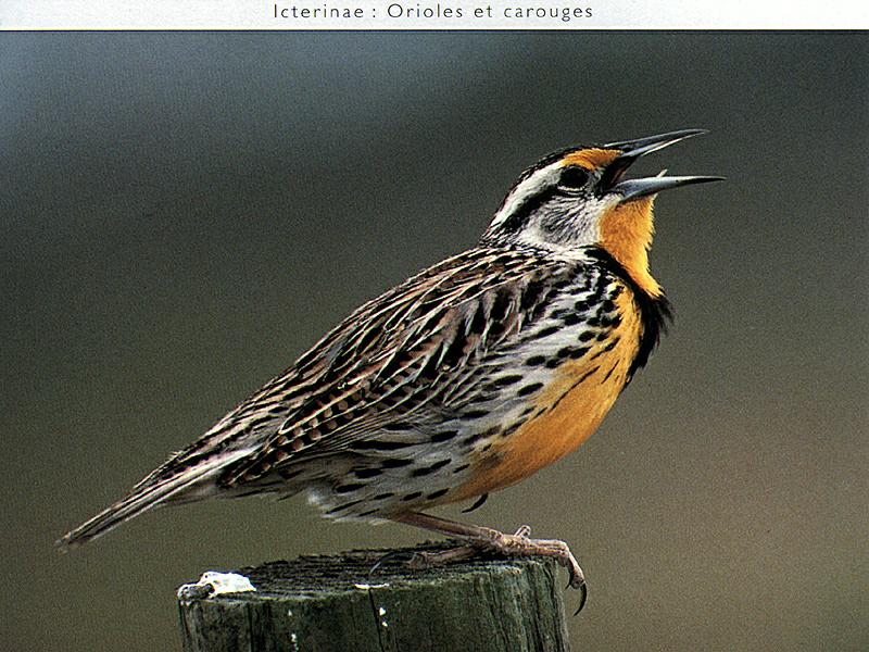 Eastern Meadowlark (Sturnella magna) {!--동부들종다리(북미)-->; DISPLAY FULL IMAGE.