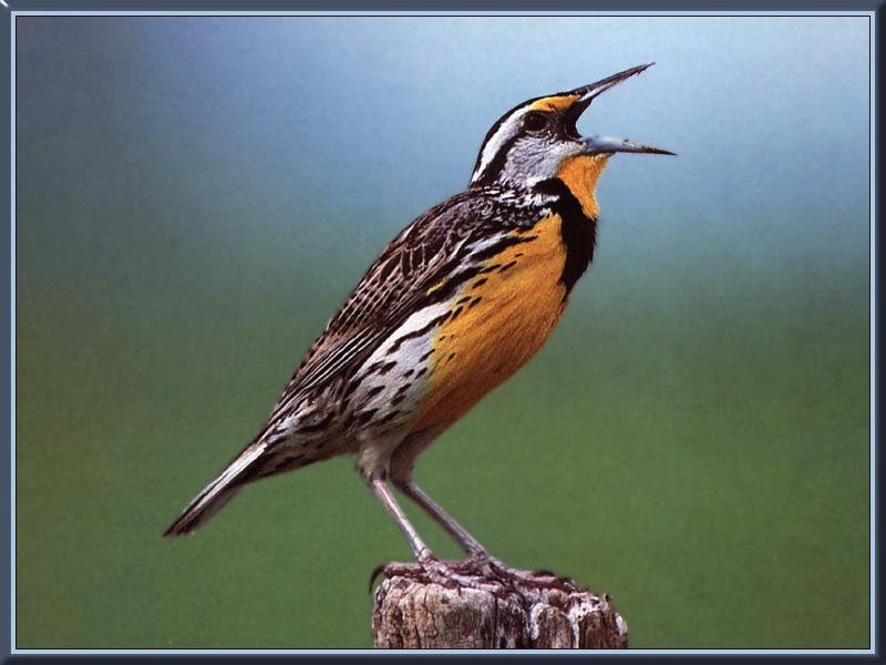 Eastern Meadowlark (Sturnella magna) {!--동부들종다리(북미)-->; DISPLAY FULL IMAGE.