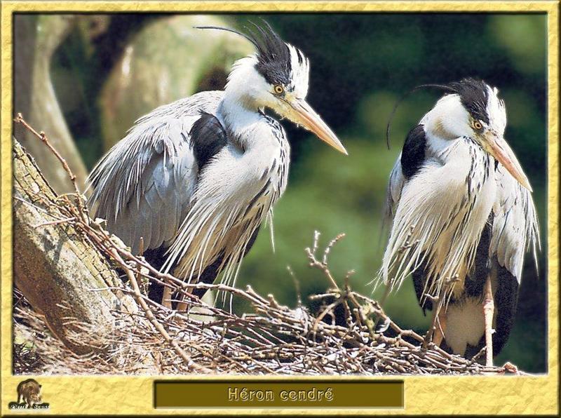 Grey Heron pair (Ardea cinerea) {!--왜가리(유럽)-->; DISPLAY FULL IMAGE.