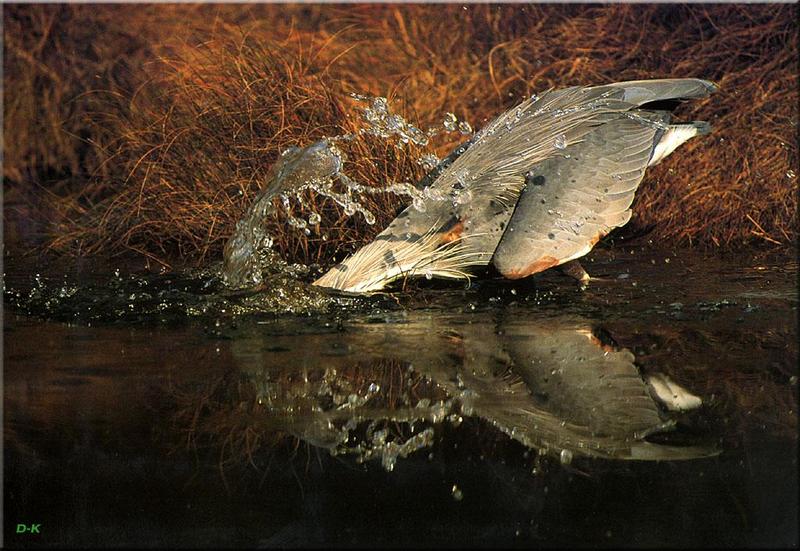 Great Blue Heron (Ardea herodias) {!--큰왜가리-->; DISPLAY FULL IMAGE.