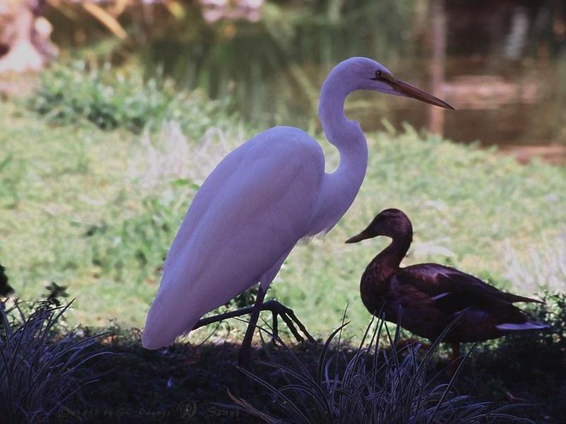 Egret (Egretta sp.) {!--백로(白鷺)-->; DISPLAY FULL IMAGE.