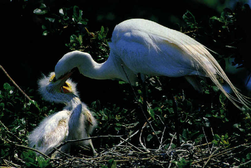 Egret & chicks (Egretta sp.) {!--백로(白鷺)-->; DISPLAY FULL IMAGE.