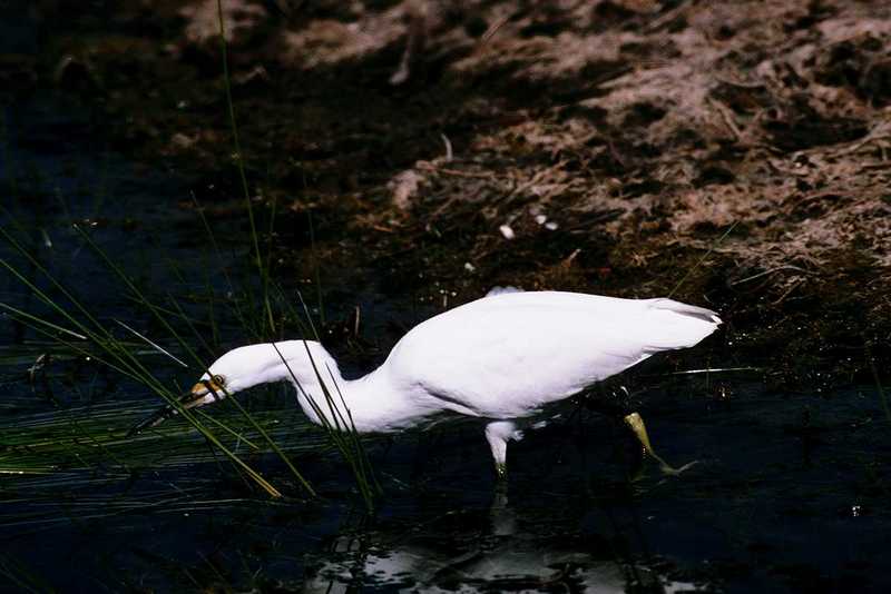 Great Egret (Egretta alba) {!--대백로(大白鷺)-->; DISPLAY FULL IMAGE.