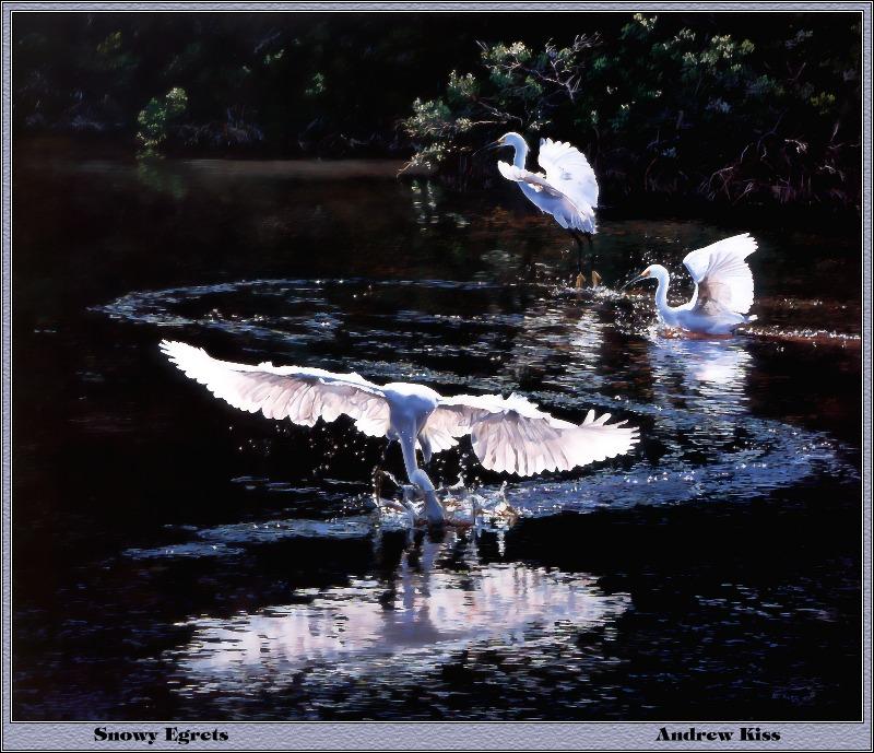 Snowy Egret flock (Egretta thula) {!--아메리카쇠백로-->; DISPLAY FULL IMAGE.