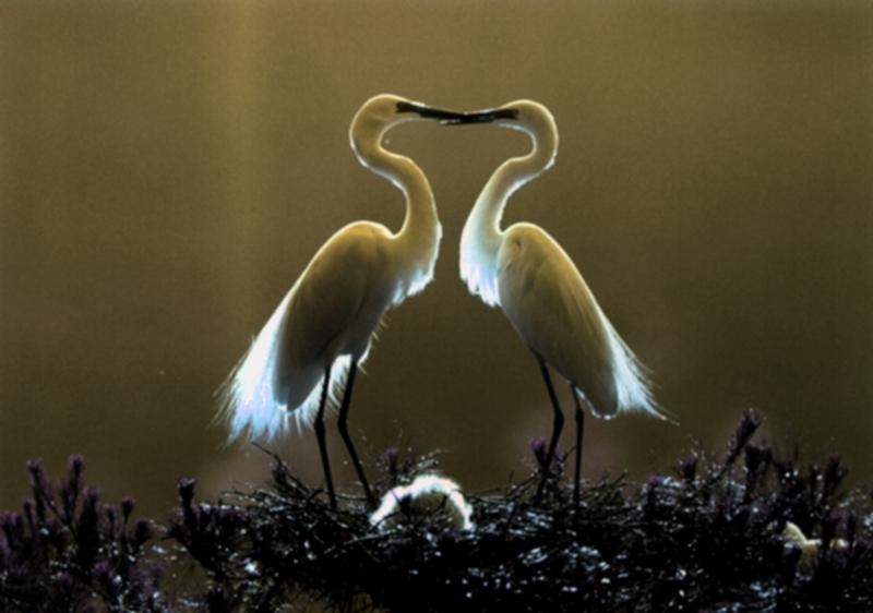 Snowy Egret pair (Egretta thula) {!--아메리카쇠백로-->; DISPLAY FULL IMAGE.