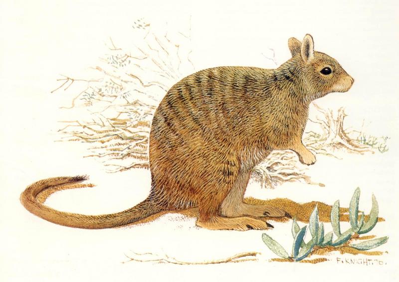 Banded Hare Wallaby (Lagostrophus fasciatus) {!--줄무늬토끼왈라비-->; DISPLAY FULL IMAGE.
