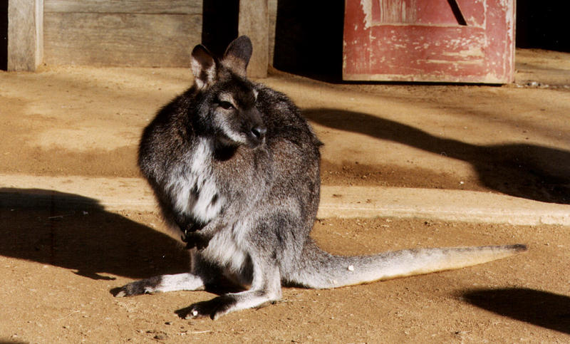Red-necked Wallaby (Macropus rufogriseus) {!--붉은목왈라비-->; DISPLAY FULL IMAGE.