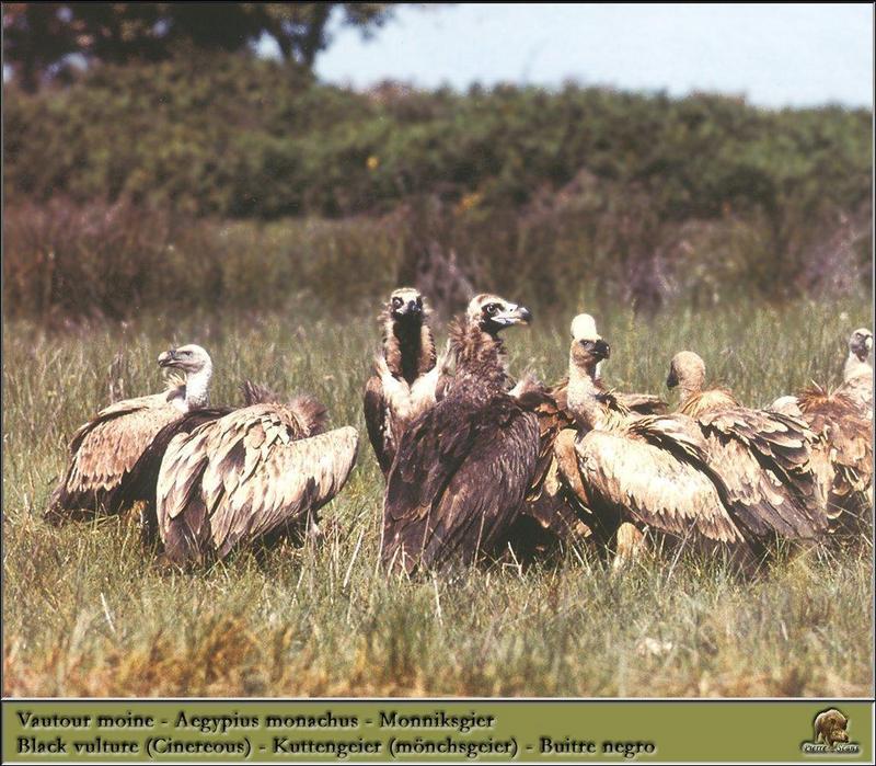 Cinereous Vulture (Aegypius monachus) {!--독수리-->; DISPLAY FULL IMAGE.