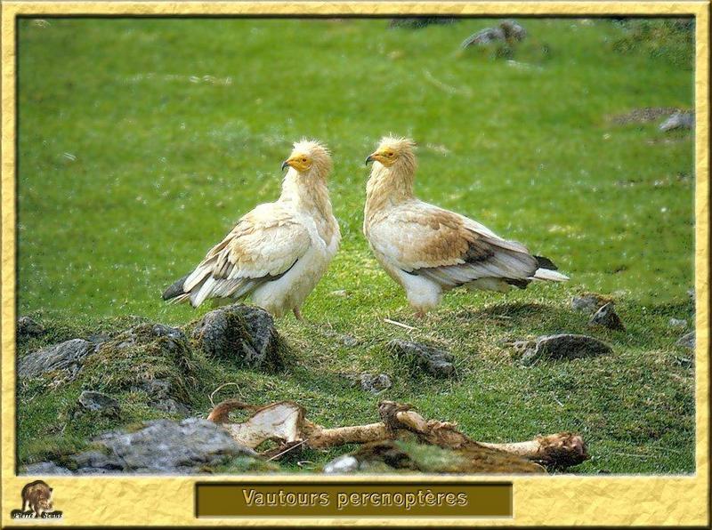 Egyptian Vulture (Neophron percnopterus) {!--이집트대머리수리-->; DISPLAY FULL IMAGE.