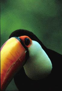 Toco Toucan (Ramphastidae) {!--토코왕부리-->; Image ONLY