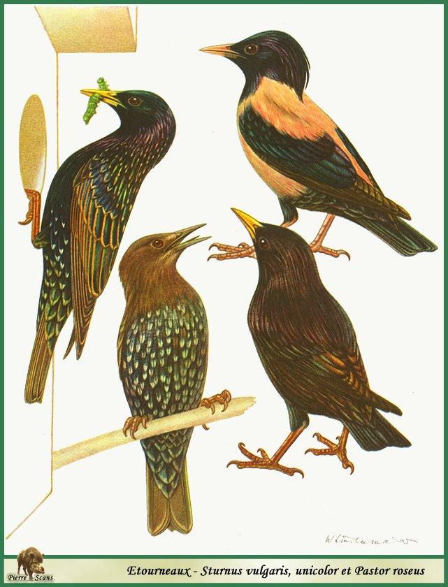 Starling species: common starling (Sturnus vulgaris), rosy starling (Pastor roseus), spotless starling (Sturnus unicolor); Image ONLY