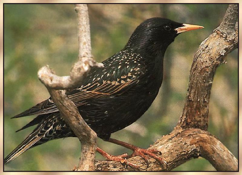 Common Starling (Sturnus vulgaris) {!--흰점찌르레기-->; DISPLAY FULL IMAGE.