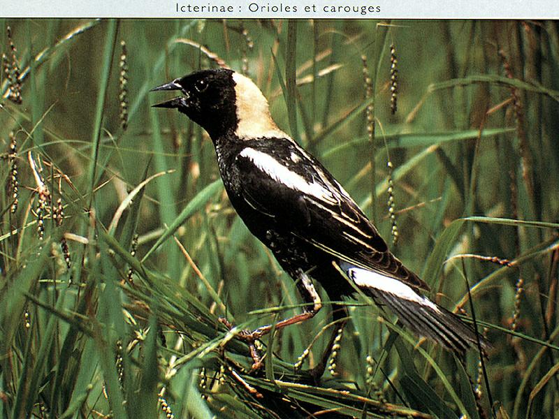 Bobolink (Dolichonyx oryzivorus) {!--쌀먹이새, 미식조(米食鳥)-->; DISPLAY FULL IMAGE.
