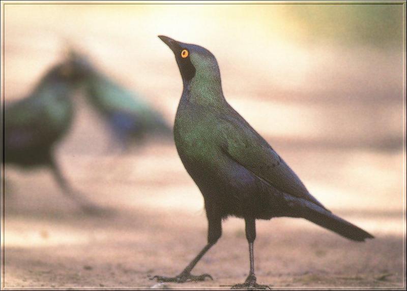 Splendid Glossy Starling (Lamprotornis splendidus) {!--검은뺨청동찌르레기-->; DISPLAY FULL IMAGE.