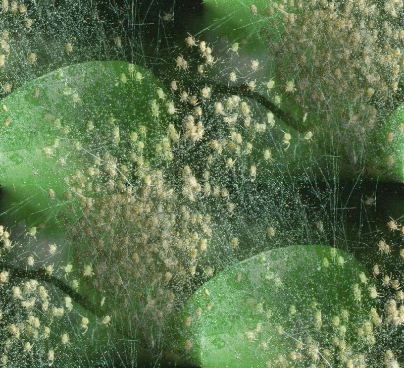 Spiderlings - Australia {!--거미-->; DISPLAY FULL IMAGE.