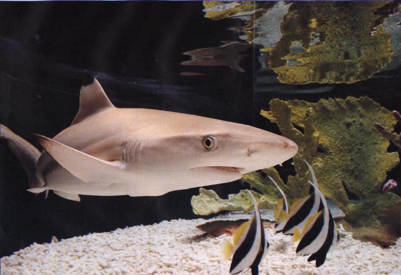 Blacktip Reef Shark (Carcharhinus melanopterus) {!--흑기흉상어(검정지느러미상어)-->; DISPLAY FULL IMAGE.