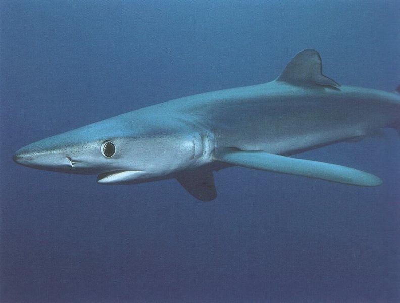 Blue Shark (Prionace glauca) {!--청새리상어-->; DISPLAY FULL IMAGE.