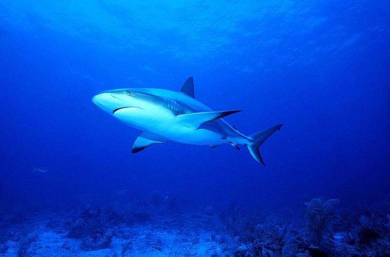 Caribbean Reef Shark (Carcharhinus perezii) {!--카리브암초상어-->; DISPLAY FULL IMAGE.
