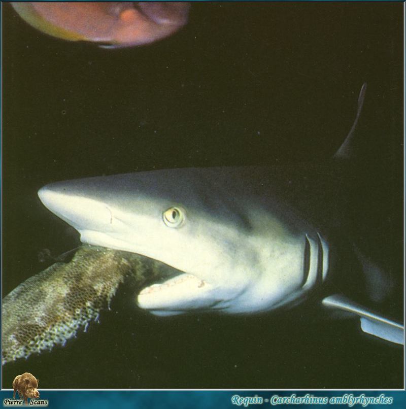 Grey Reef Shark (Carcharhinus amblyrhynchos) {!--회색암초상어-->; DISPLAY FULL IMAGE.
