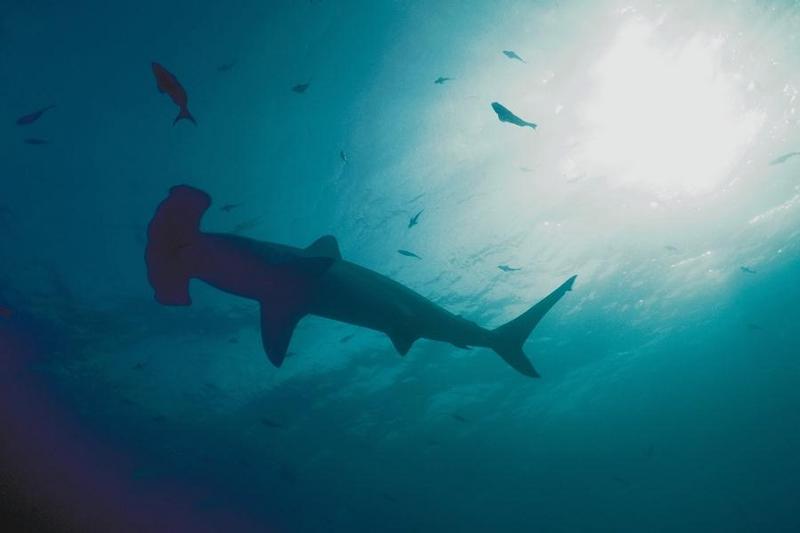 Hammerhead Shark (Sphyrna sp.) {!--귀상어류-->; DISPLAY FULL IMAGE.