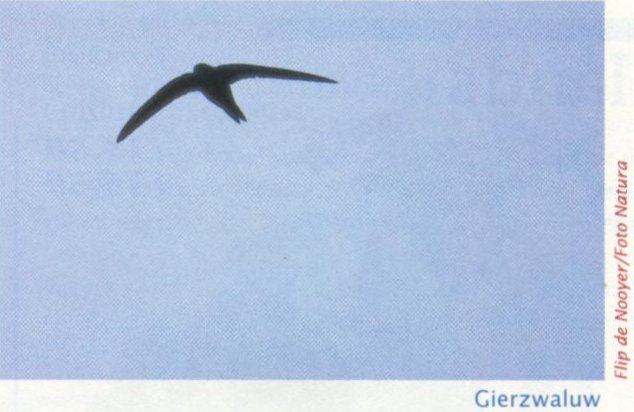Common Swift (Apus apus) {!--유럽칼새-->; Image ONLY
