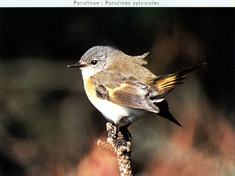 Warbler (Sylviinae) {!--솔새류-->; DISPLAY FULL IMAGE.
