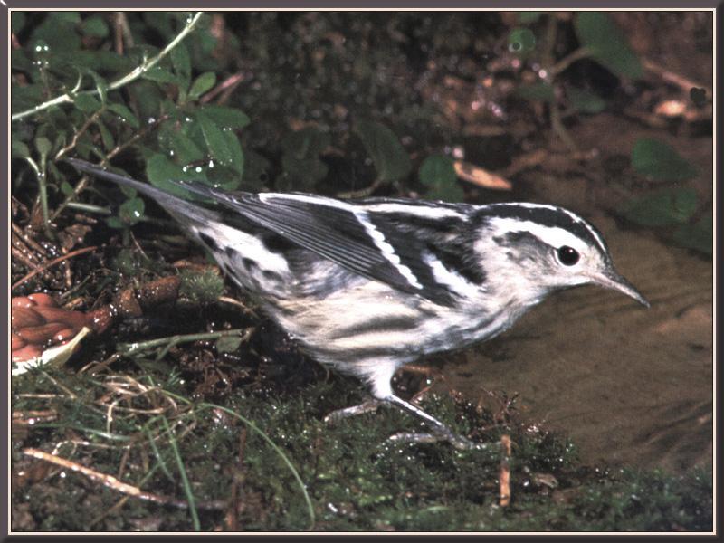 Black-and-white Warbler (Mniotilta varia) {!--알락솔새-->; DISPLAY FULL IMAGE.