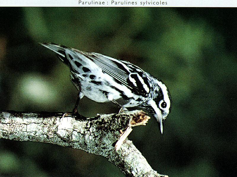 Black-and-white Warbler (Mniotilta varia) {!--알락솔새-->; DISPLAY FULL IMAGE.