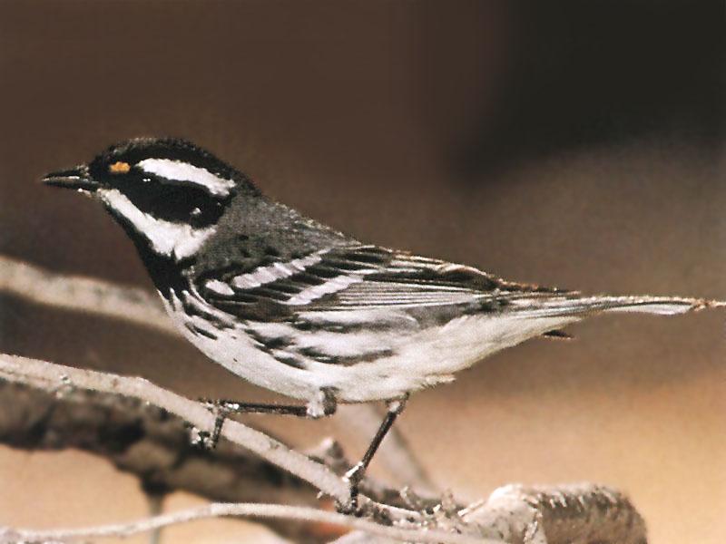 Black-throated Grey Warbler (Dendroica nigrescens) {!--흰눈썹솔새-->; DISPLAY FULL IMAGE.