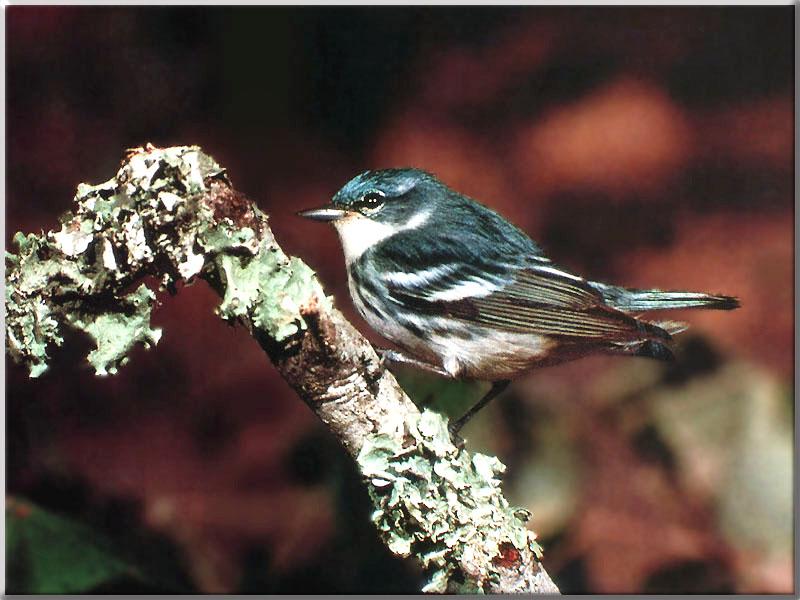 Cerulean Warbler (Dendroica cerulea) {!--청솔새-->; DISPLAY FULL IMAGE.